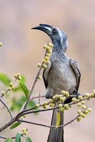 African Gray Hornbill