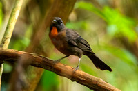 Black-Cheeked Ant Tanager