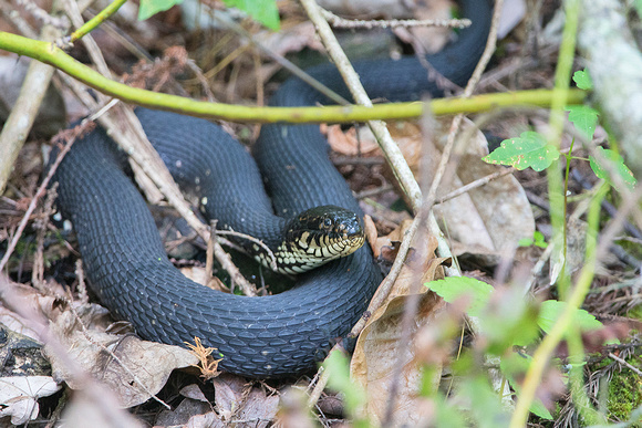 Southern Banded Watersnake