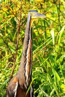 Bare-Throated Tiger Heron