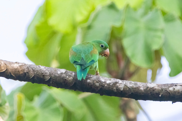 Orange-Fronted Parakeet