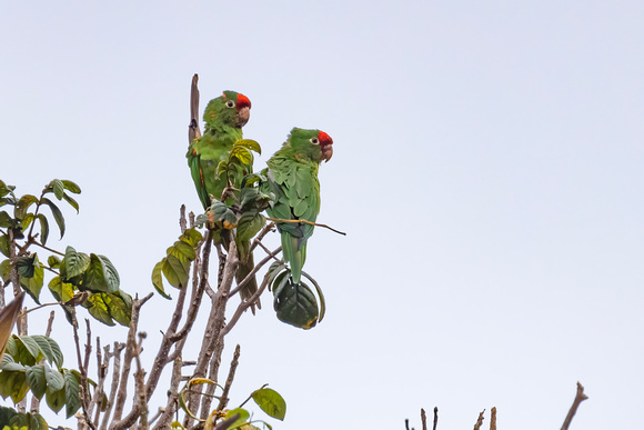 Crimson-Fronted Parakeet