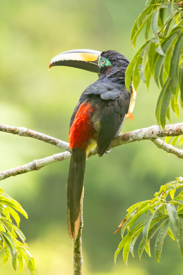Many-Banded Aracari