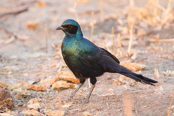 Long-Tailed Starling