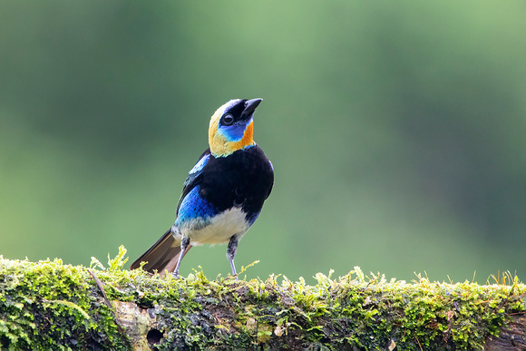 Golden-Hooded Tanager