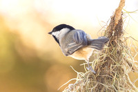 Carolina Chickadee