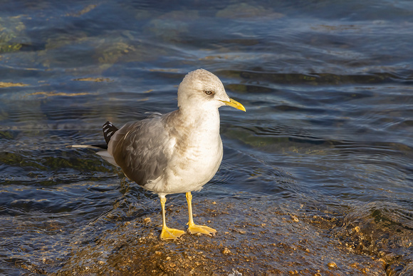 Short-Billed Gull