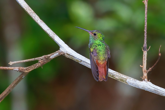 Rufous-Tailed Hummingbird