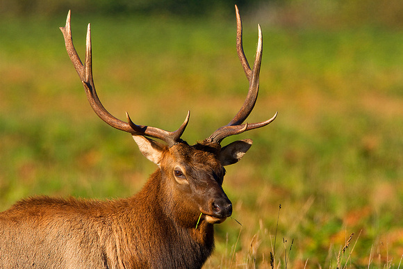 Roosevelt's Elk