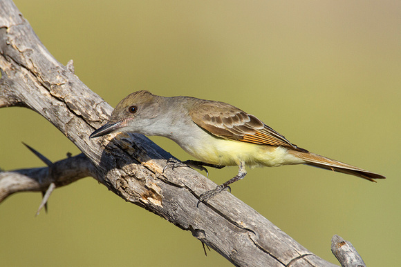 Brown-Crested Flycatcher