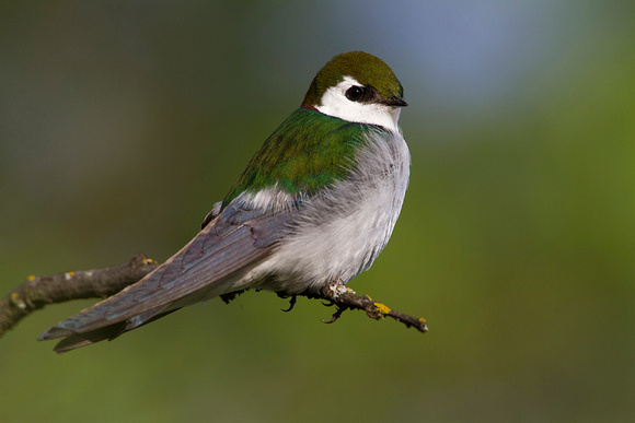 Violet-Green Swallow