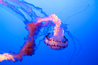 Pacific Striped Jelly