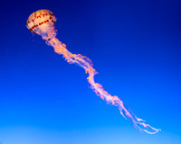 Pacific Striped Jelly