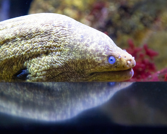 Moray Eel