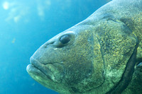 Giant Sea Bass