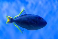 Tropica Fish