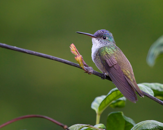 Azure-Crowned hummingbird