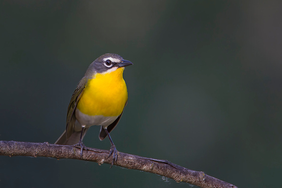 Yellow-Breasted Chat