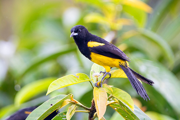 Black-Cowled Oriole