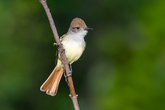 Ash-Throated Flycatcher