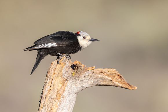White-Headed Woodpecker