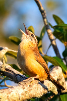 Carolina Wren