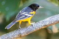 Baltimore Oriole