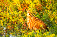 American Bittern