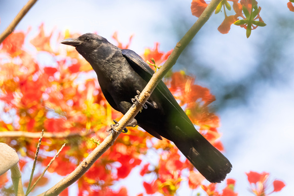 Sinaloa Crow