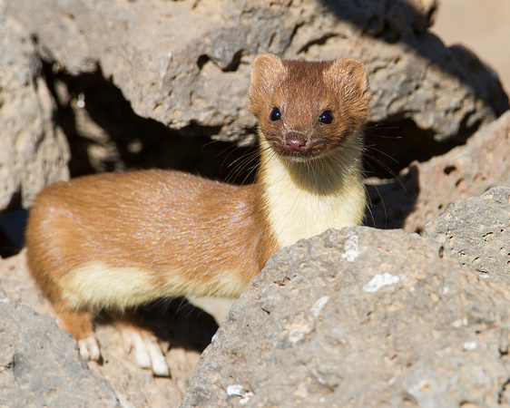 Long-Tailed Weasel