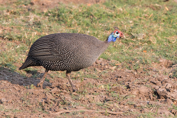 Helemted Guineafowl