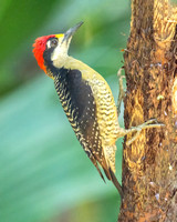 Black-Cheeked Woodpecker