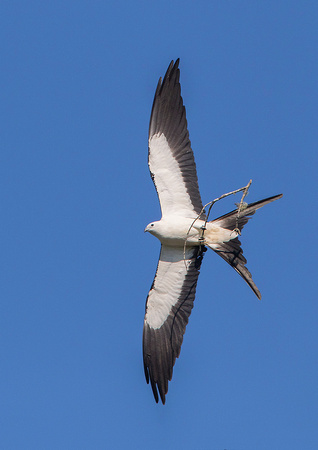 Swallow-Tailed-Kite