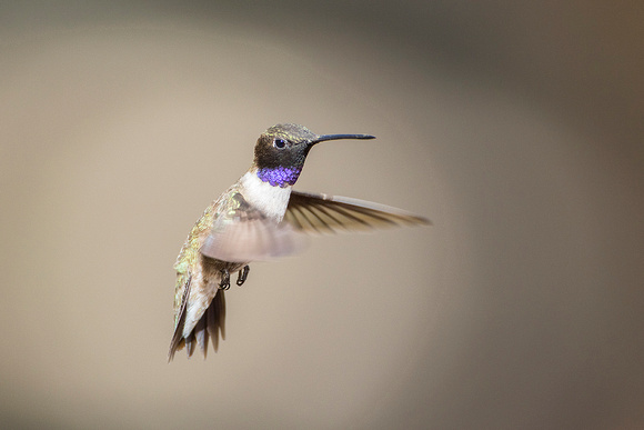 Black-chinned hummingbird