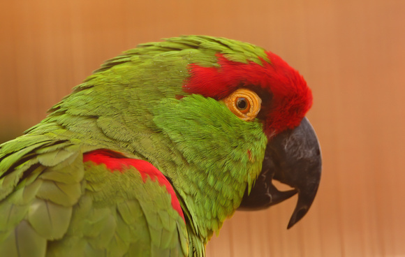 Thick-Billed Parrot