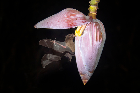 Orange-Bellied Nectar Bat