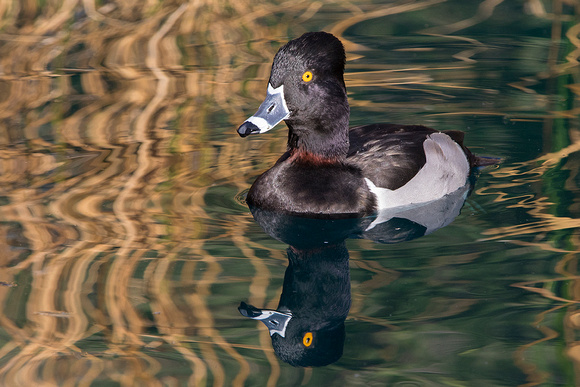 Ring-Necked Duck