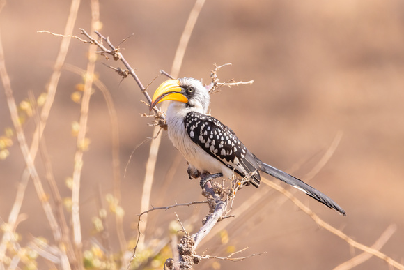 Eastern Yellow-Billed Hornbill