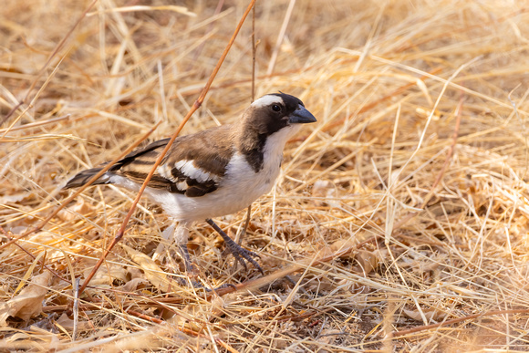 White-Browed Sparrow Weaver