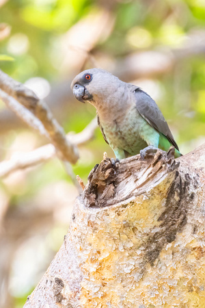 Brown-Headed Parrot