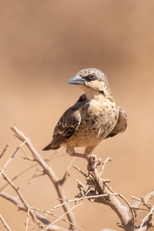 Donaldson-Smith's Sparrow Weaver