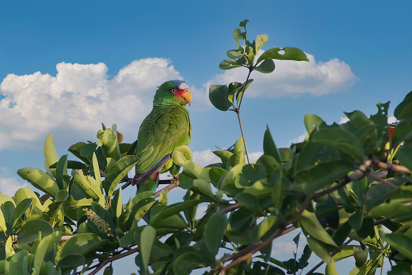 White-Fronted Parrot