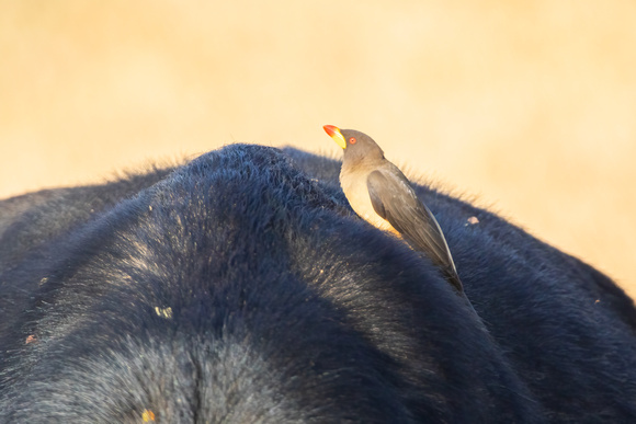 Yellow-Billed Oxpecker