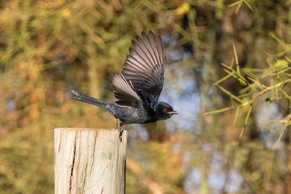 Fork-Tailed Drongo