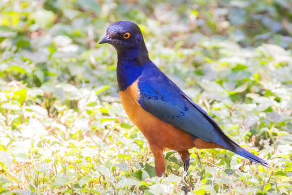 Shelly's starling