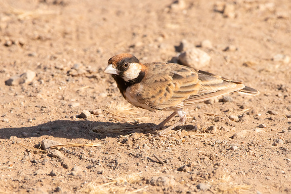 Fisher's Sparrow-Lark