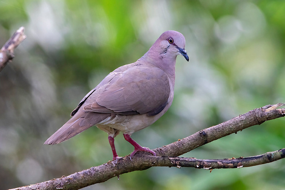 White-Tipped Dove
