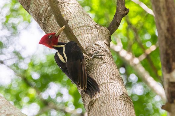 Pale-Billed Woodpecker