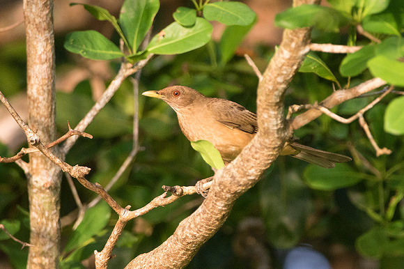 Clay-Colored Thrush