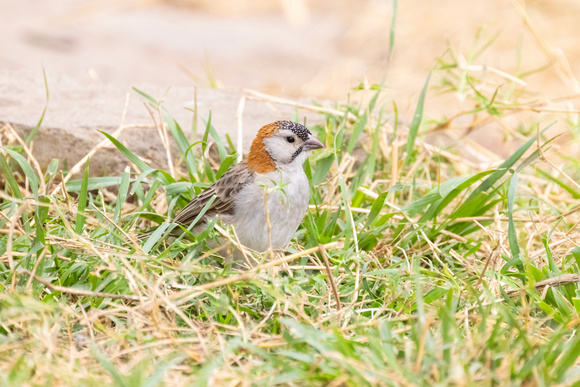 Speckle-Fronted Weaver
